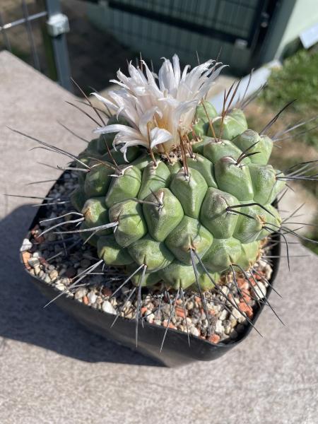 Thelocactus phymatothelos